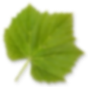 Feuille