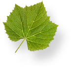 Feuille