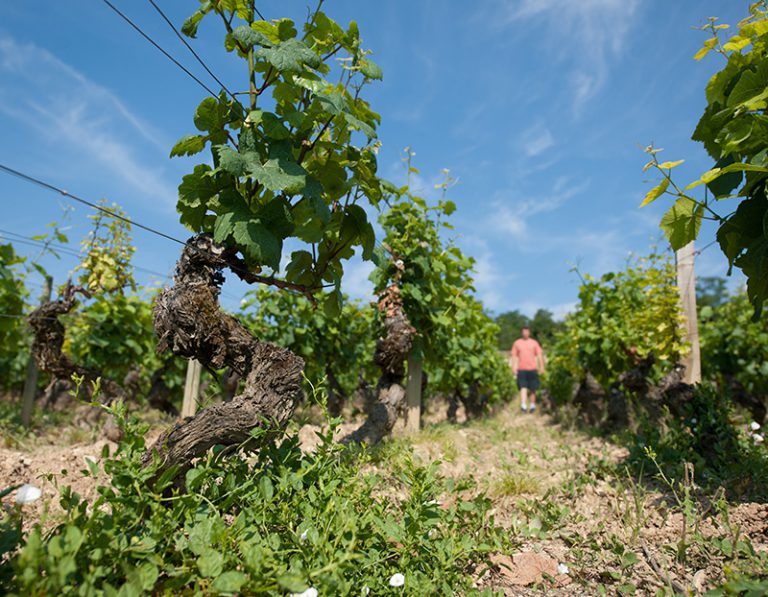 EN – The Domaine Ninot plays hide and seek in the vineyard